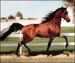 De quelle race est ce cheval ? 
