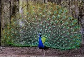 Ce paon est une femelle.