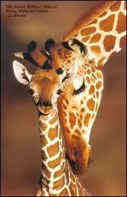 Comment se dit "girafe" en arabe ?