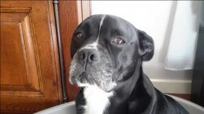 Je suis de couleur inimaginable, je suis dans les contes de fées et j'ai une corne. Qui suis-je ?