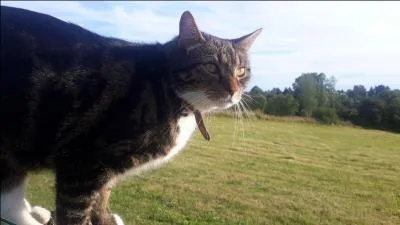 Je suis très grande et j'ai un long cou. Je vis dans la savane. Qui suis-je ?