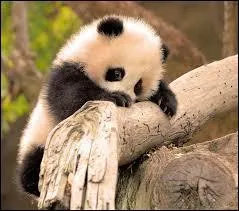 Je suis un animal, je ressemble au zèbre et je fais "Hi-han". Qui suis-je ?