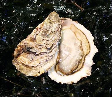 "La nuit je mens, je prends des trains à travers ..."