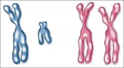 Quels sont les chromosomes sexuels d'un homme ?