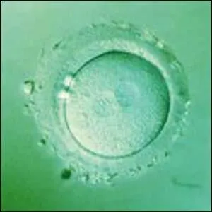 Chaque individu est formé de milliards de cellules, toutes issues de :