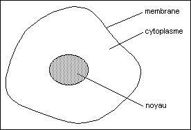Où se trouvent les informations qui commandent nos caractères ?
