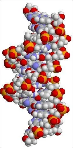Chaque chromosome est constitué de molécules d'ADN.