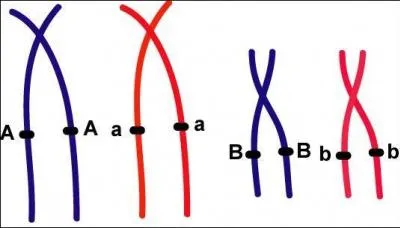 Les deux chromosomes d'une paire sont :