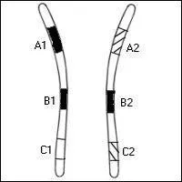 Les gènes sont positionnés au hasard sur les chromosomes.