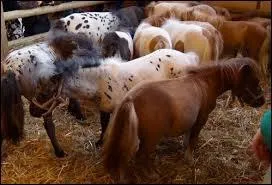 Quelle est la bonne orthographe du mot "cheval" au pluriel ?