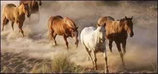 Existe-t-il encore des chevaux sauvages ?