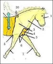 &Agrave; quelle grande partie du cheval appartient le poitrail ?