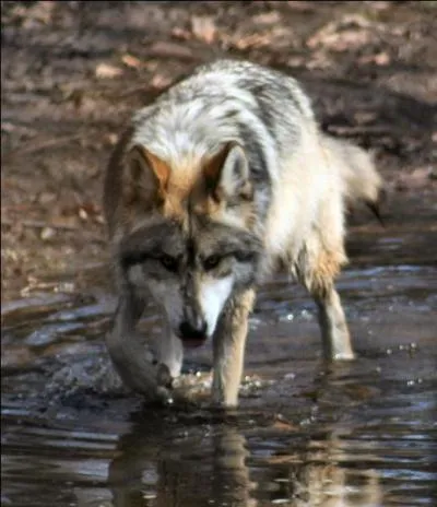 Qu'est-ce qu'un loup ?
