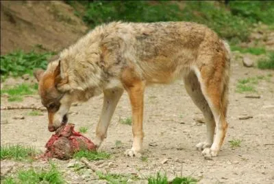 Qu'est-ce qu'un loup ?