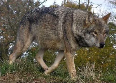Qu'est-ce qu'un loup cervier ?