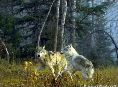 Qu'appelle-t-on "Tête de loup" ?