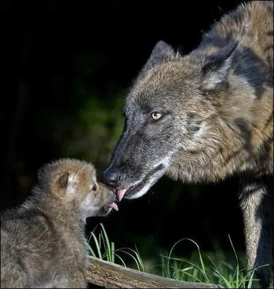 Qu'est-ce qu'une loupiote ?