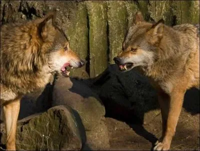 Quelle plante est appelée "gueule de loup" ?