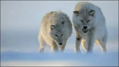 Qu'est-ce qu'un louvetier ?