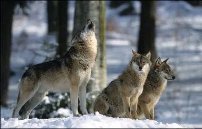 Qu'est-ce qu'un loup ?