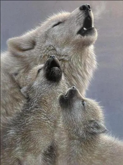 Qu'est-ce qu'un louveteau ?