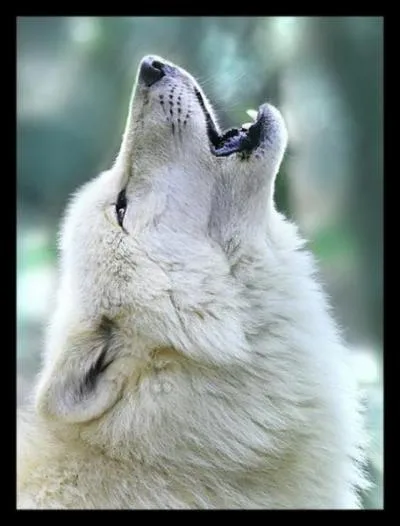 Qu'est-ce que le louvetage ?