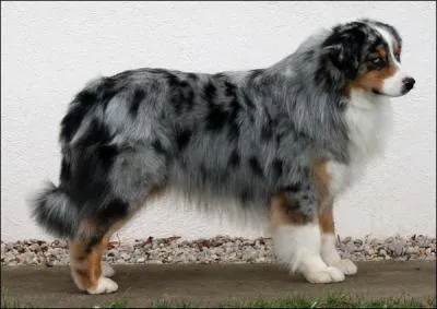 Quelle est la race de ce chien ?