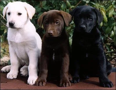 Quelle est la race de ce chien ?