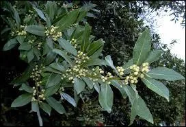 Laquelle de ces fleurs fleurit au printemps ?