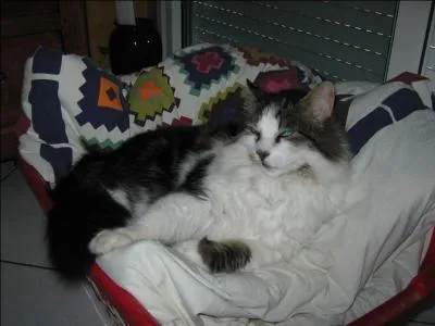 Sur la photo, je dors dans :