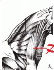 Quel muscle est montré par la flèche ?