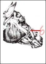 Quel muscle est montré par la flèche ?