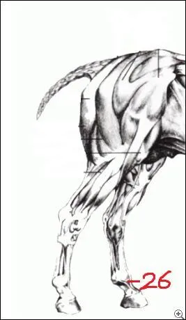 Quel muscle est montré par la flèche ? (Si vous voulez la voir cliquez sur la photo)