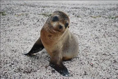 Comment s'appelle cet animal ?