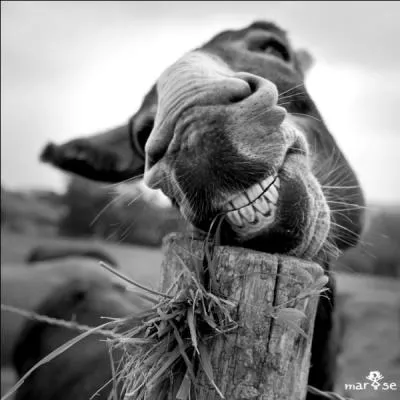 Surnom d'Alain Souchon : La ..., ou commune de la Cévenne Ardéchoise !