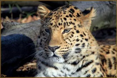 La panthère de l'amour existe-t-elle ?