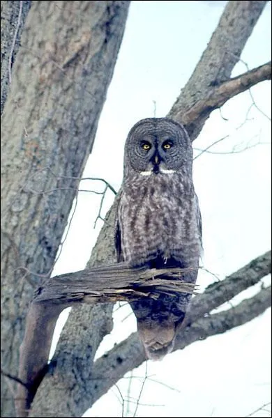 Ceci est bien une chouette lapone.