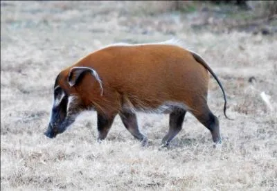 Trouvez le nom de cet animal.