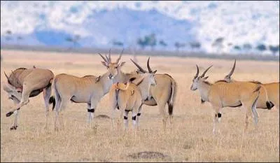 Ce sont des antilocapres !