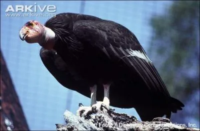Quel est le nom de ce rapace ?