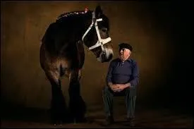 "Faites du cheval un compagnon et non un esclave, vous verrez quel ami extraordinaire il est" est un proverbe de Nuno Oliviera.