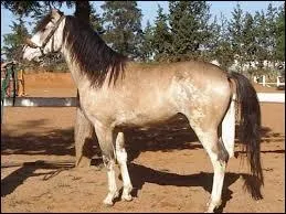 "Les chevaux n'ont rien de plus cher que leur écurie" est un proverbe :