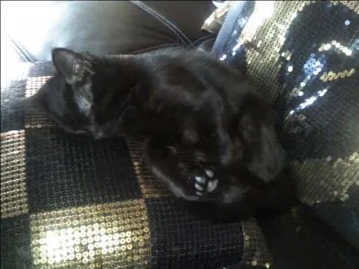 En quelle année auraient eu lieu les premières domestications ?