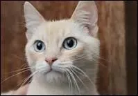 Comment s'appelle la femelle du chat ?