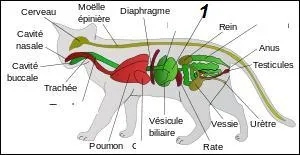 Quel organe le chiffre 1 représente-t-il ?