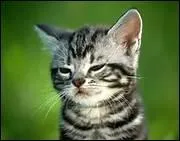 60 à 80 % des chats blancs aux yeux rouges sont sourds.