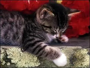 D'après vous, combien de temps un chat a-t-il besoin de dormir en une journée ?