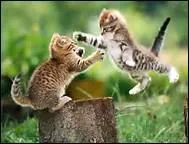 Pendant que les chats font leur toilette, ils avalent beaucoup de poils et cela forme des boules. Mais savez-vous quel est le nom de ce phénomène ?