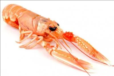 Et cette petite bête ?