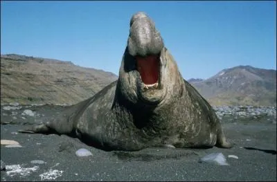 Pouvez-vous dire ce que c'est ?